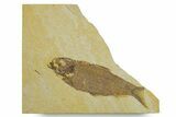 Detailed Fossil Fish (Knightia) - Wyoming #373841-1